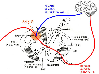 ゲートコントロール機序