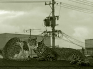 屋根の上のラブラブ