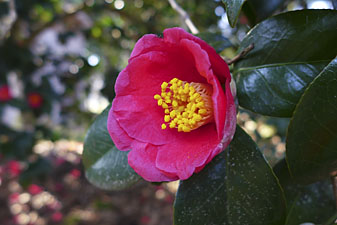 ヤブツバキの花