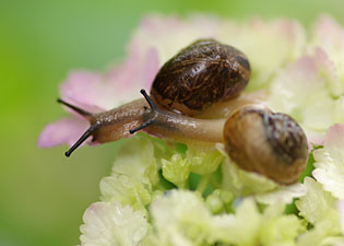 仲良しカタツムリのお散歩