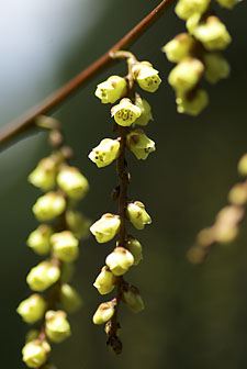 キブシの花