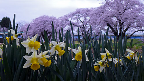 水仙と桜