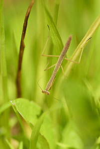 カマキリくん