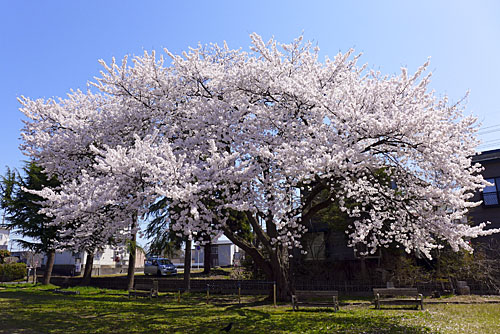 花園児童公園の桜